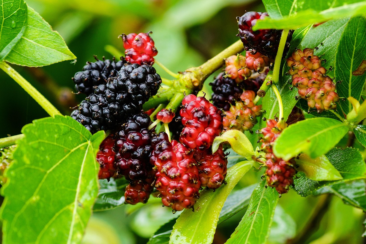 Mulberry, color, wild — Escape the Ordinary: Transform Your Space with London's Premier Massage Outcall