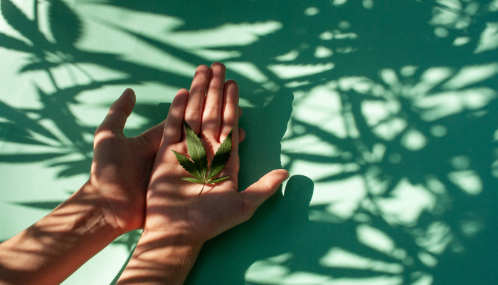 From Seed to Sale: Understanding the Online Cannabis Purchase Process in Canada