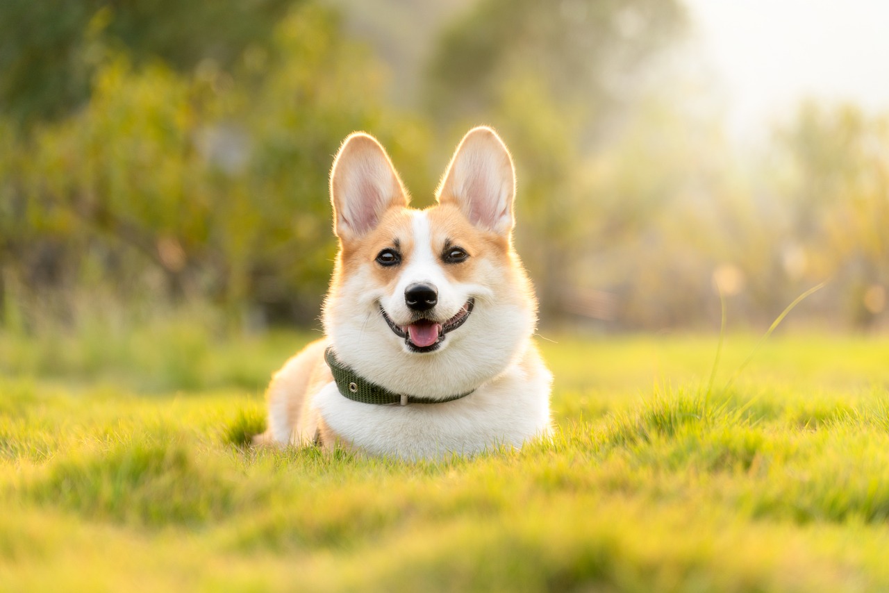 Learn What Pet Screening Is and Why It Matters for Landlords
